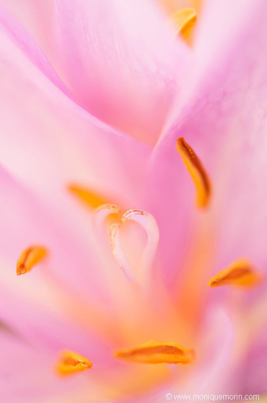 Colchique d'automne - Colchicum autumnale