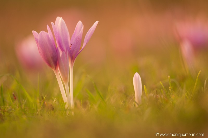 Colchique d'automne - Colchicum autumnale