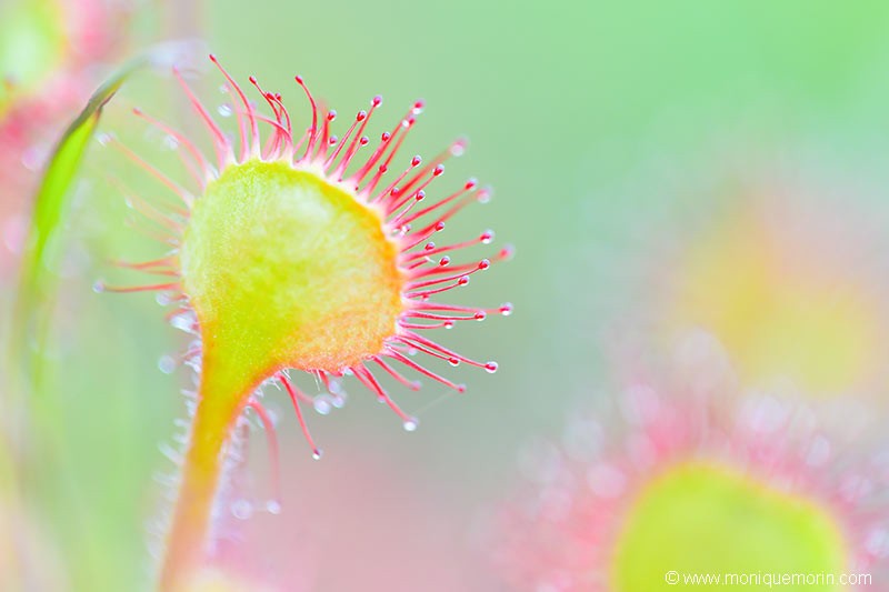Rossolis à feuilles rondes - Drosera rotundifolia