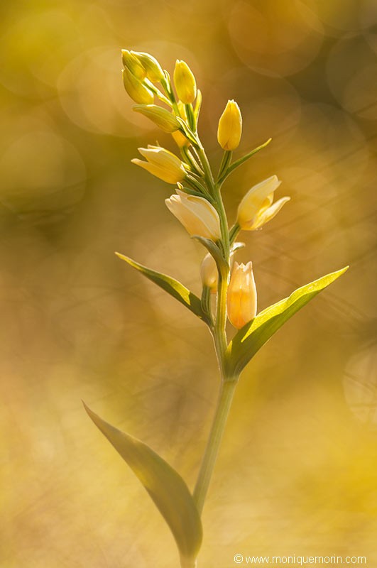 Céphalanthère pâle - Cephalanthera damasonium