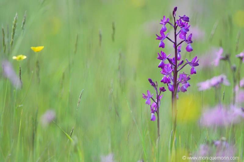 Orchis à fleurs lâches - Anacamptis laxiflora