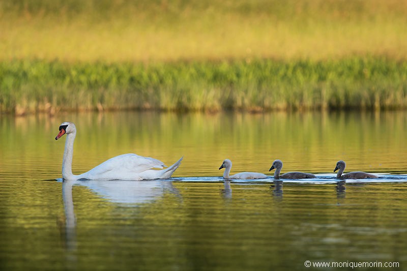 Cygne tuberculé - Cygnus olor