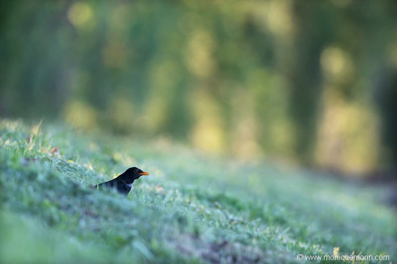 Merle noir -  Turdus merula