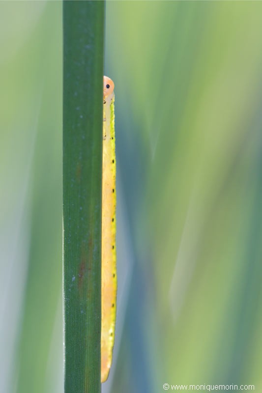 Fausse chenille - Dolerus ferrugatus