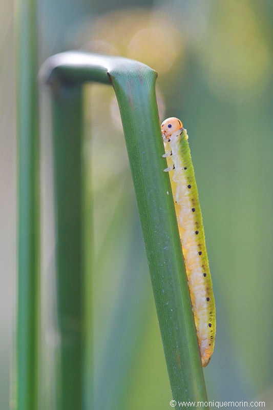 Fausse chenille - Dolerus ferrugatus