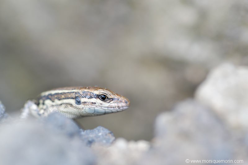 Lézard des murailles - Podarcis muralis
