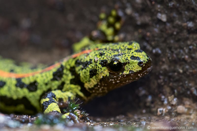 Triton marbré - Triturus marmoratus