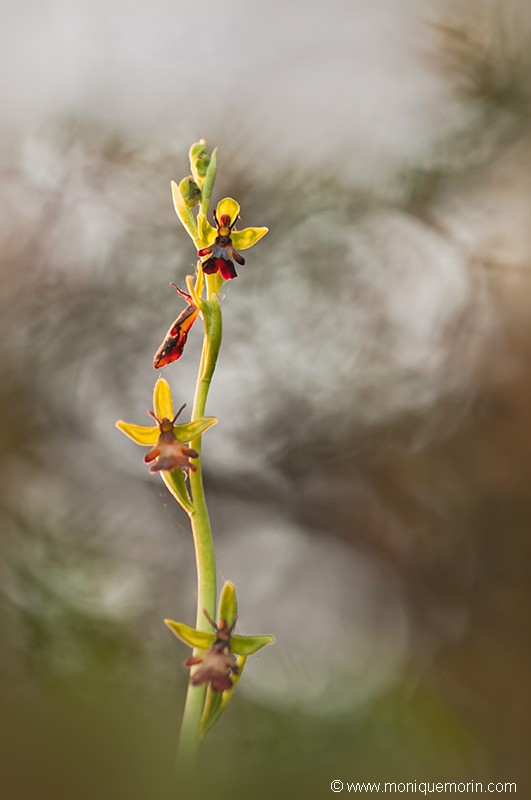 Ophrys mouche - Ophrys insectifera