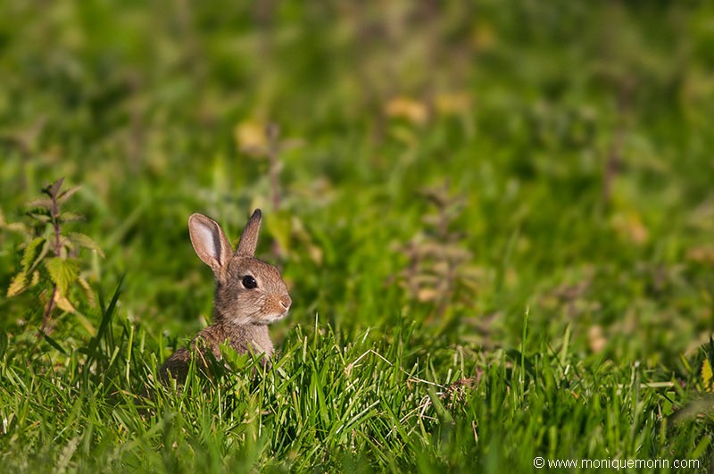Lapin de garenne - Oryctolagus cuniculus