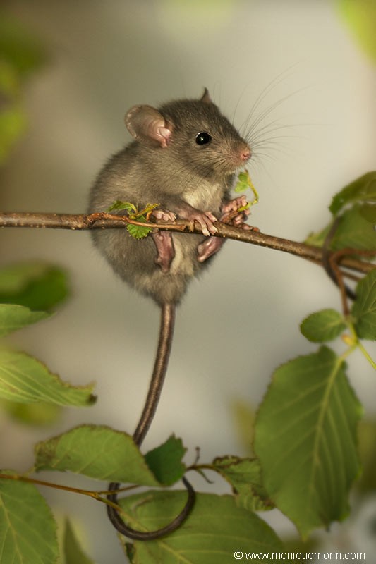 Rat noir - Rattus rattus