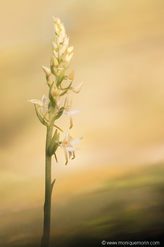 Platanthère à deux feuilles - Platanthera bifolia
