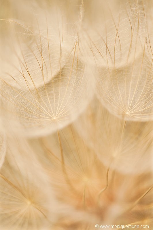 Salsifis sauvage - Tragopogon pratensis