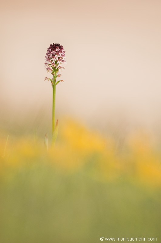 Orchis brûlé - Neotinea ustulata