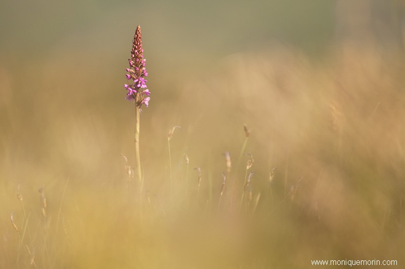 Orchis moustique - Gymnadenia conopsea