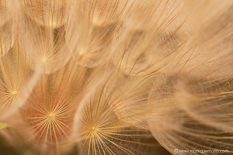 Salsifis sauvage - Tragopogon pratensis