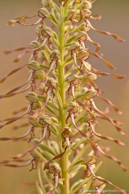 Orchis bouc - Himantoglossum hircinum