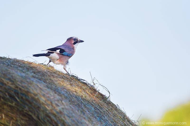 Geai des chênes - Garrulus glandarius