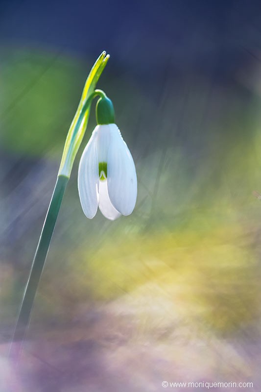 Perce-neige - Galanthus nivalis