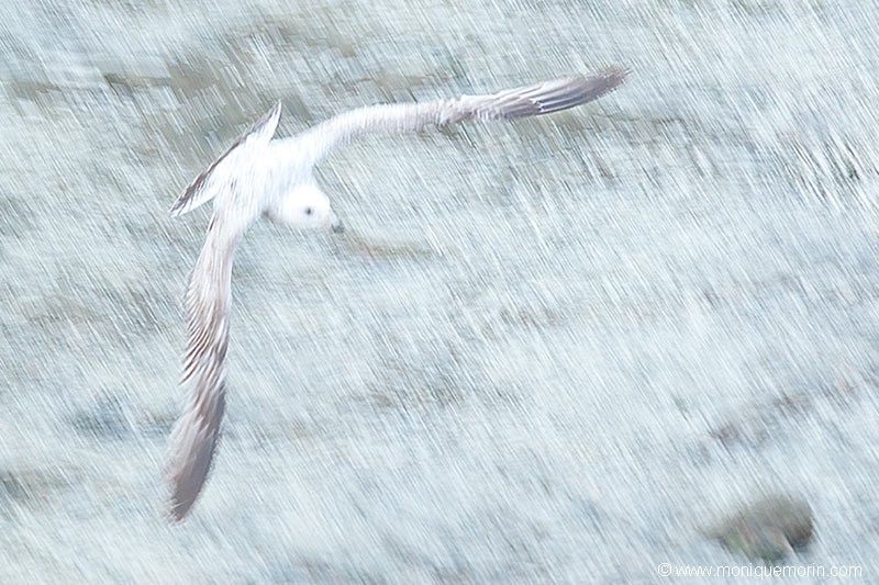 Goéland cendré - Larus canus