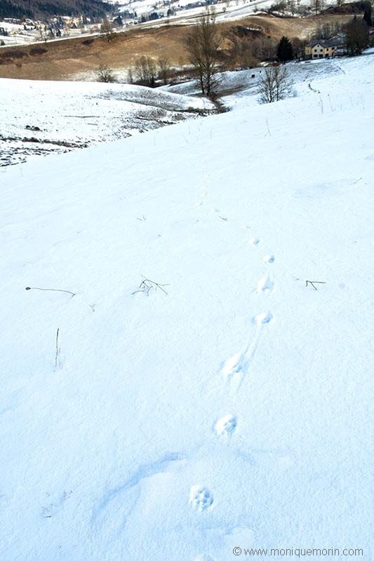 Empreintes de Loup gris - Canis lupus