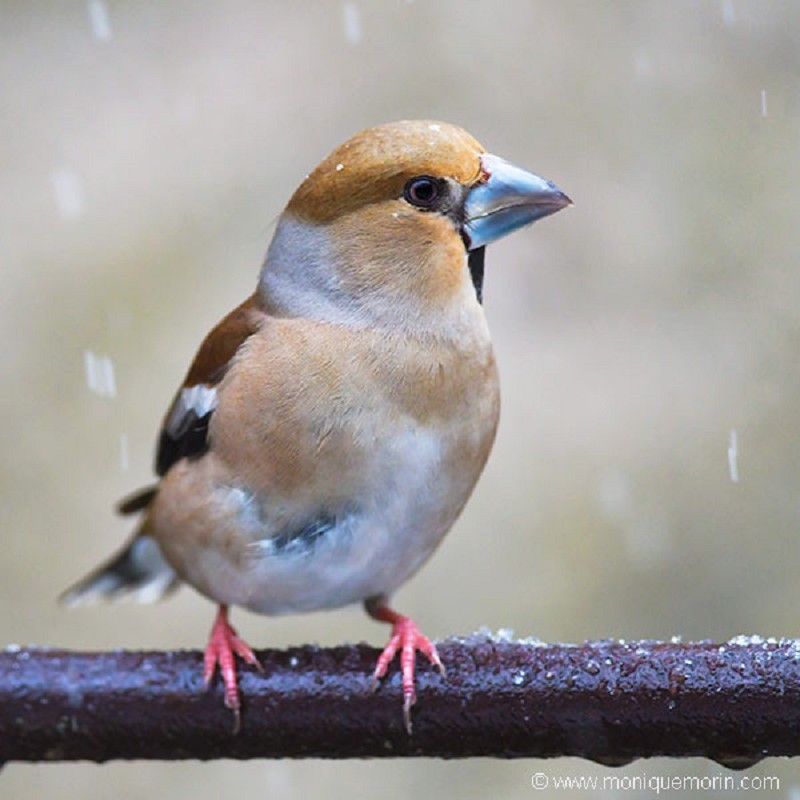 Grosbec casse-noyaux - Coccothraustes coccothraustes