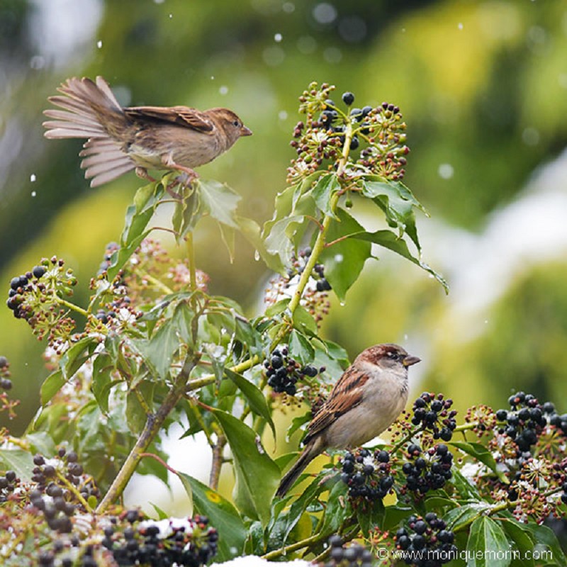 Moineaux domestiques - Passer domesticus