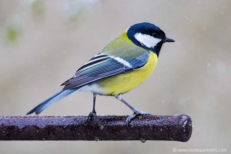 Mésange charbonnière - Parus major