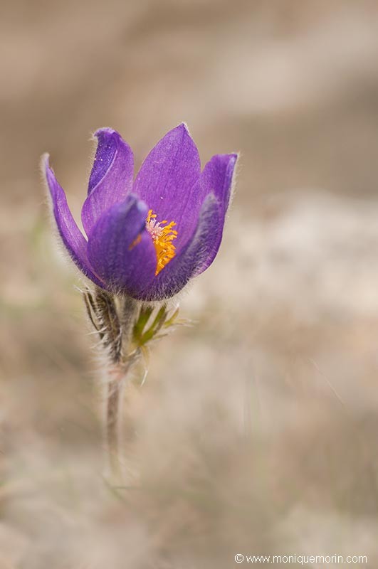 Pulsatille de Haller - Anemone halleri