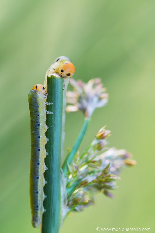 Fausses chenilles - Dolerus-ferrugatus