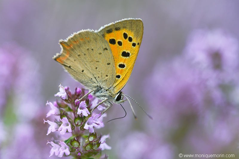 Argus bronzé - Lycaena phlaeas