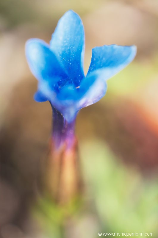 Gentiane printanière - Gentiana verna