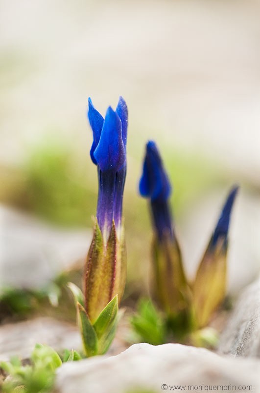 Gentiane printanière - Gentiana verna