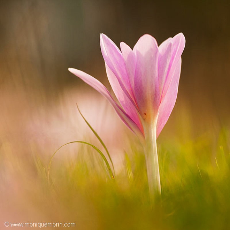 Colchique d'automne - Colchicum autumnale