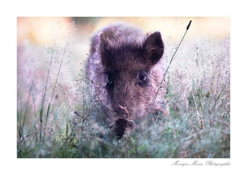 TRAQUENARD... Sanglier - Sus scrofa - Wild boar