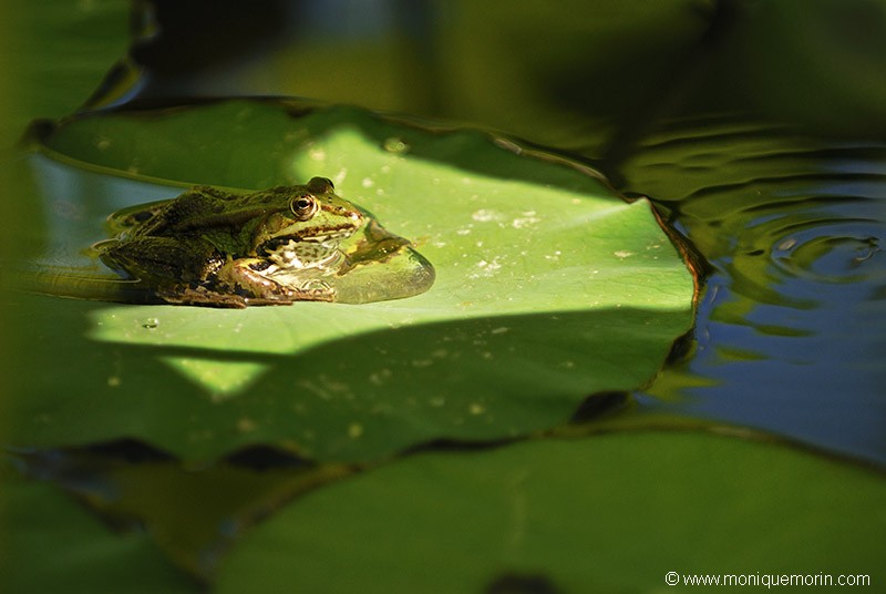 Grenouille verte - Rana esculenta