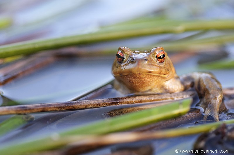 Crapaud commun - Bufo bufo