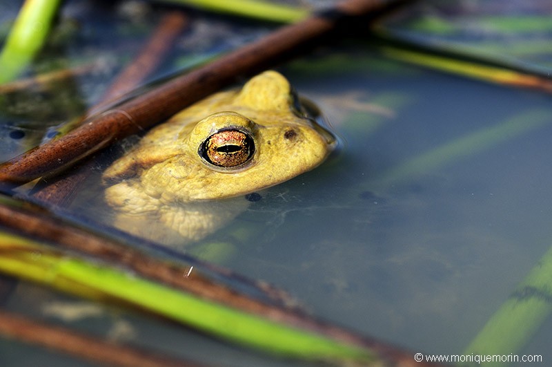 Crapaud commun - Bufo bufo