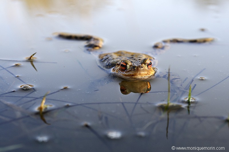 Crapaud commun - Bufo bufo