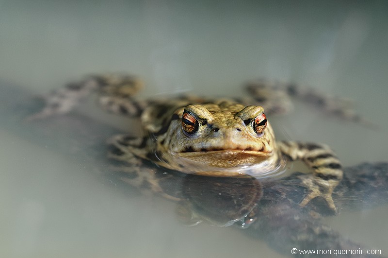 Crapaud commun - Bufo bufo