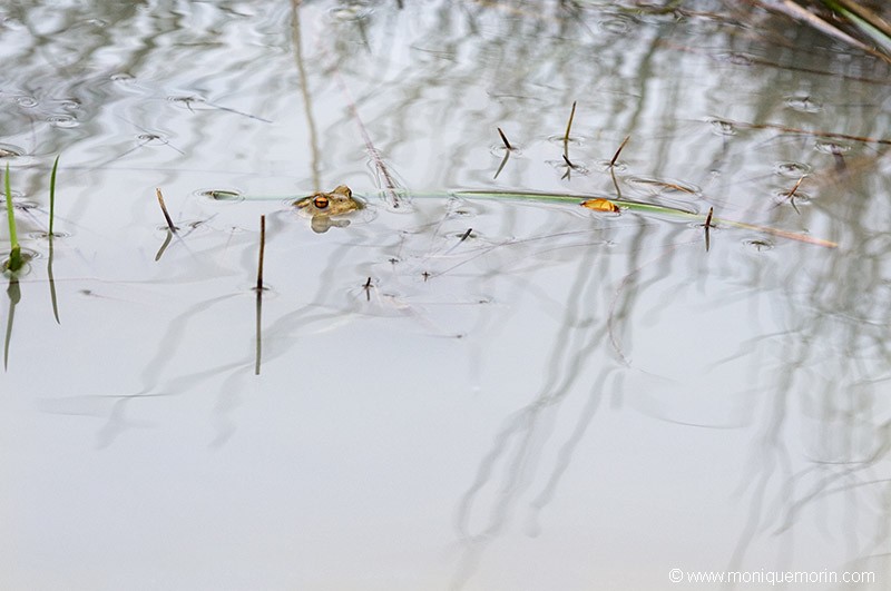 Crapaud commun - Bufo bufo