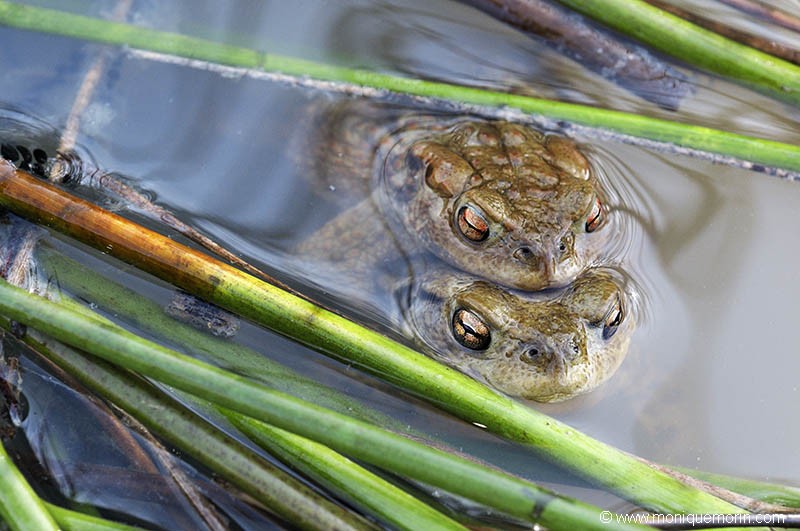 Crapaud commun - Bufo bufo