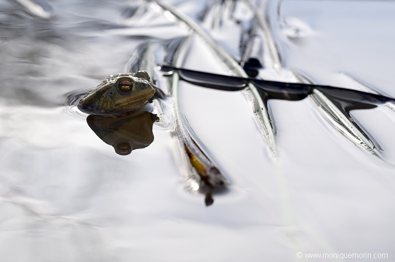 Crapaud commun - Bufo bufo