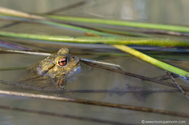 Crapaud commun - Bufo bufo