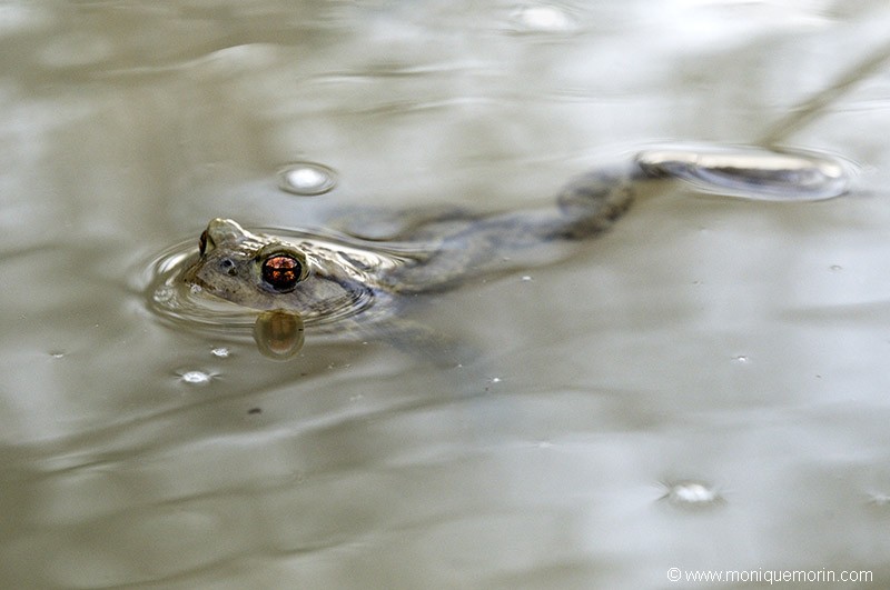 Crapaud commun - Bufo bufo