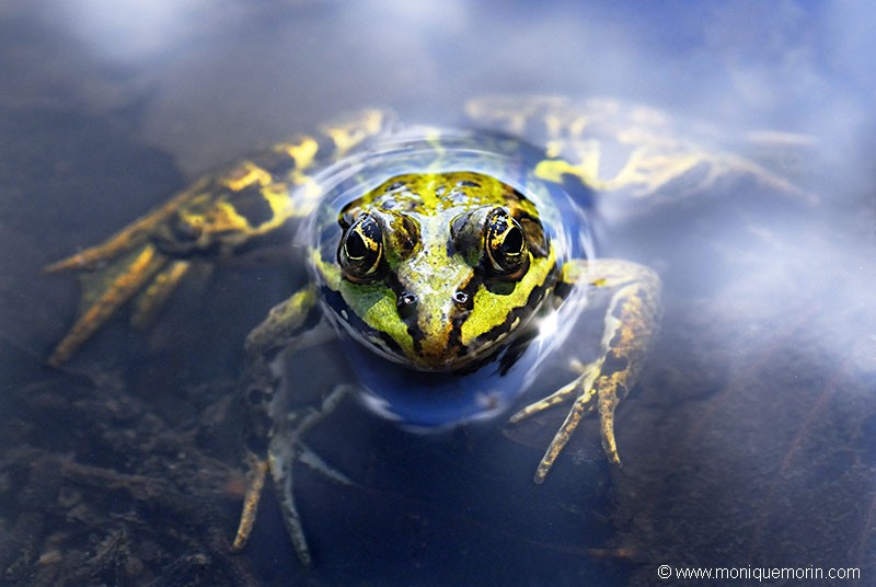 Grenouille verte - Rana esculenta