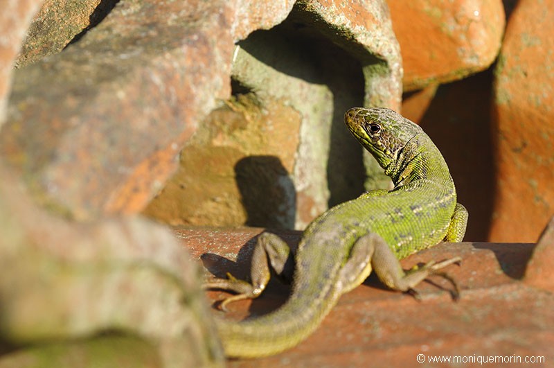 Lézard vert occidental - Lacerta bilineata