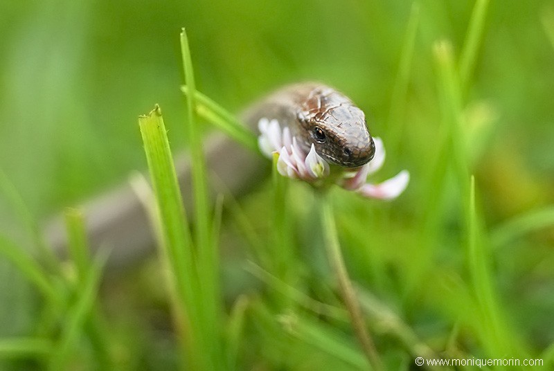 Orvet fragile - Anguis fragilis