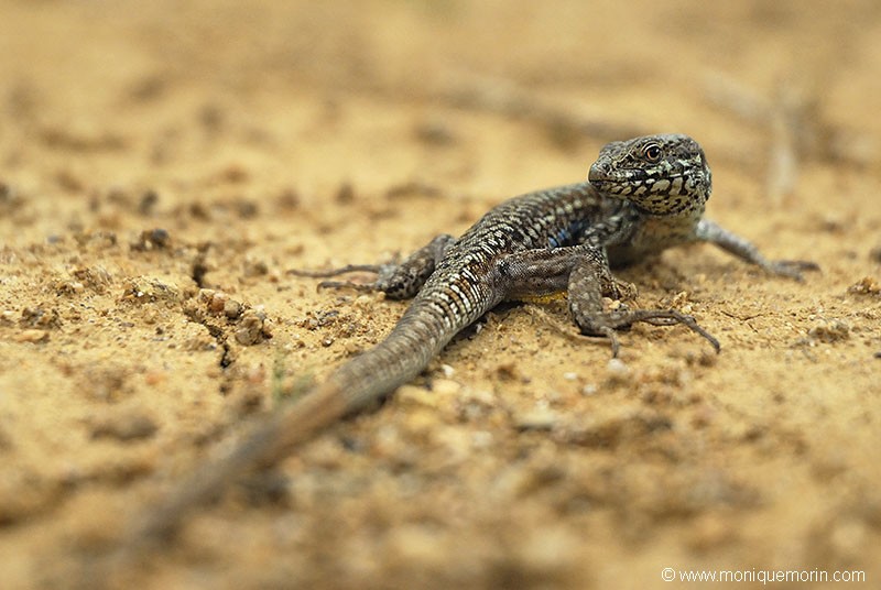 Lézard des murailles - Podarcis muralis