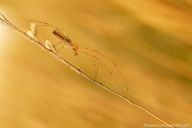 Tétragnathe allongée  - Tetragnatha extensa
