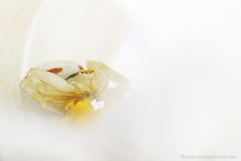 Misumène cagneuse - Misumena vatia